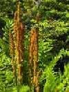 Tall, brown spore-bearing fronds of deer-resistant ferns stand amidst vibrant green foliage, basking in sunlight. The plants are surrounded by lush, green leaves, creating a dense, natural setting.