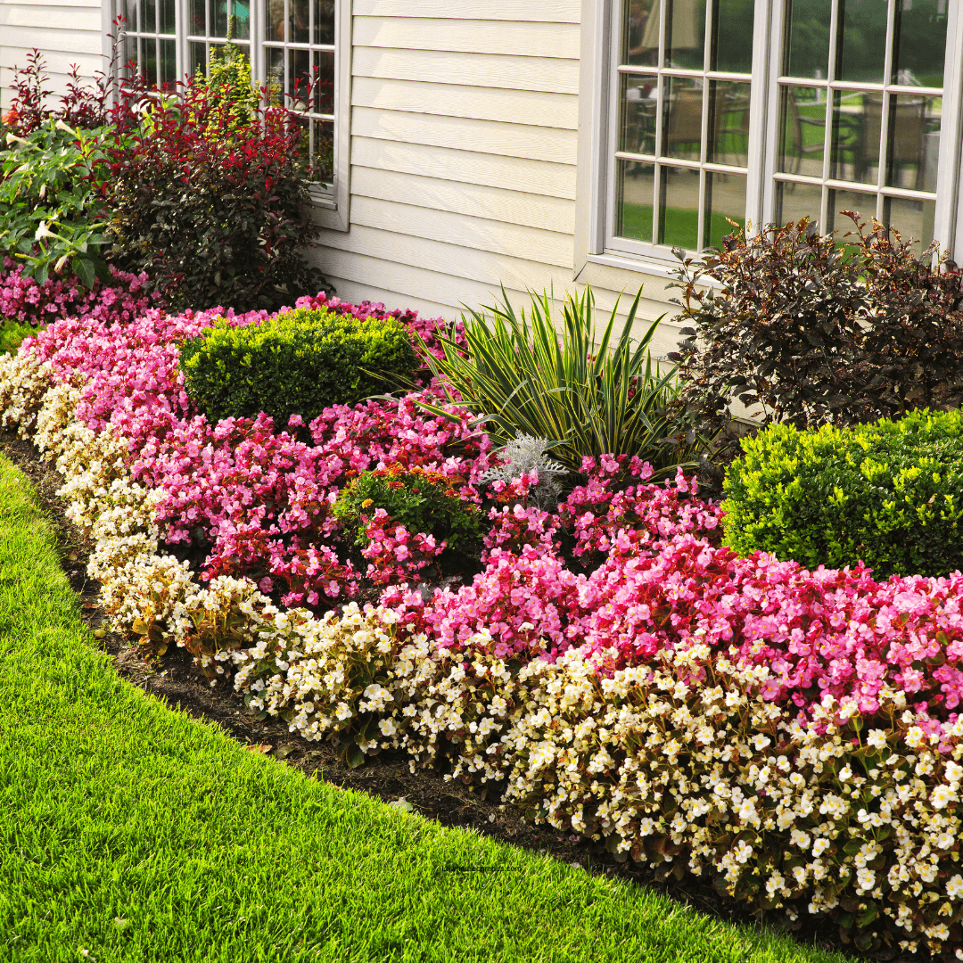 A well-maintained garden with vibrant pink and white flowers is neatly arranged in front of a house. The lush green lawn is trimmed and borders the flower bed. The house's beige siding and several windows are visible in the background.