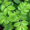A close-up image of lush, green leaves with prominent veins, arranged in a cluster. The leaves have a textured surface and are illuminated by natural light, enhancing their vibrant green color—much like the foliage of roses deer do not like to eat.