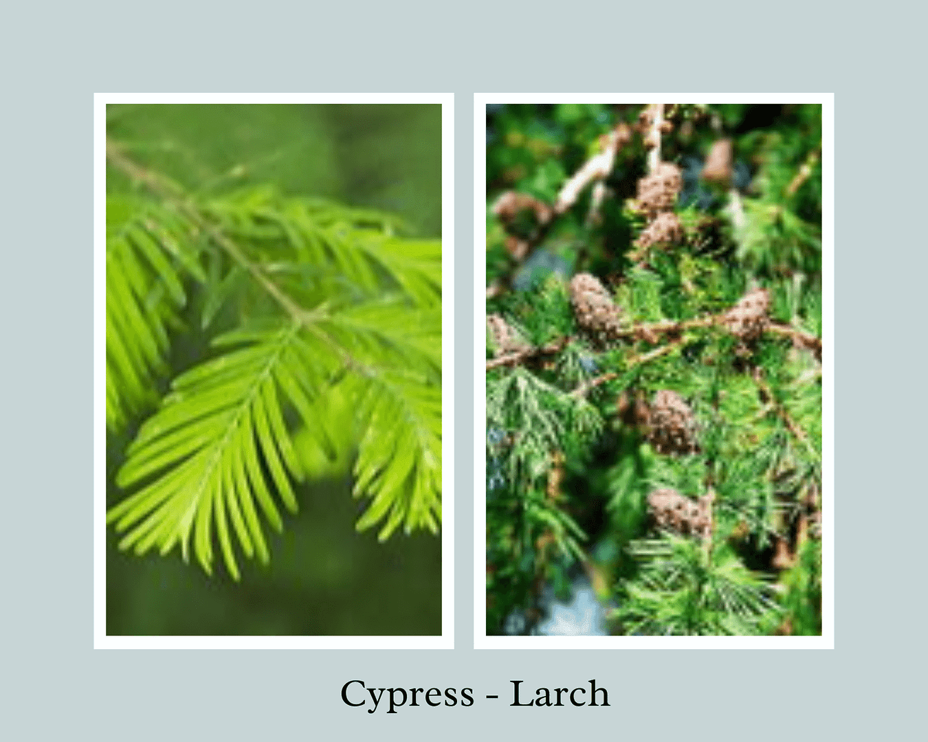 Cypress and Larch