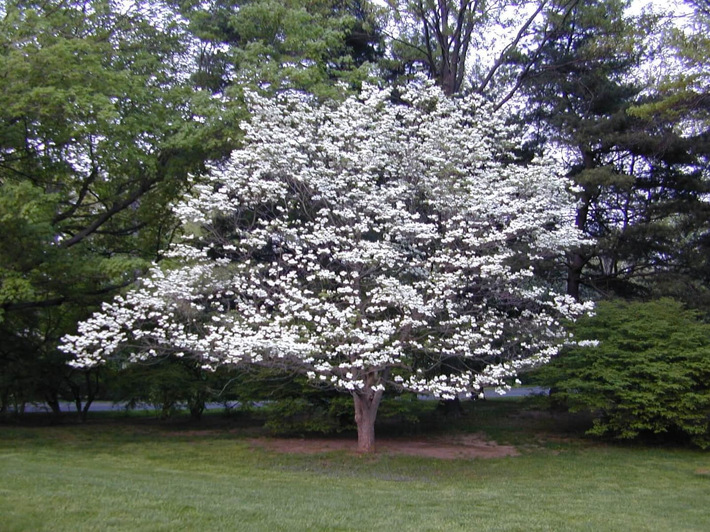 A blossoming tree with numerous white flowers stands prominently in a grassy area, surrounded by lush green foliage and other trees in the background. The 9 trees deer do not like to eat provide additional greenery while the sky visible through the branches suggests a clear day.