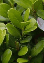Close-up image of bright green leaves on a small deer repellent plant or shrub. The leaves are smooth and oval-shaped, with a fresh and healthy appearance. One leaf in the background appears to have a slight purple tint.