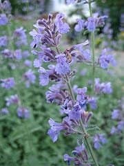 Close-up of a flowering plant with clusters of small, delicate purple flowers and green foliage. The blossoms have a soft, almost fuzzy appearance, and the background is a blur of greenery suggesting a garden or natural setting. This is one of those charming deer-resistant plants ideal for any garden.