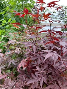 Bloodgood-jap-maple