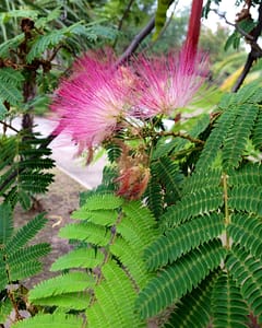 Mimosa-tree-pink-bloom