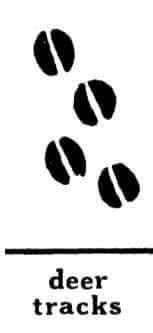 deertracks