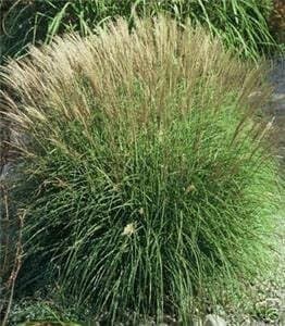 A dense clump of deer resistant ornamental grass with tall, narrow green leaves and feathery, light brown plumes extending above. The plant is growing in a natural outdoor setting.