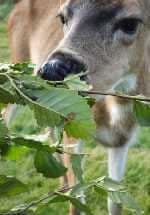 iStock_deereatingbirch