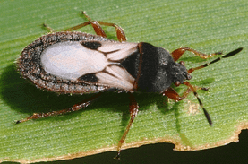 A close-up image of a small bug with a black and white patterned body and red eyes, sitting on a green leaf. The bug has antennae and six legs, with the leaf showing signs of damage at the edge. A close-up image of a small bug with a black and white patterned body and red eyes, sitting on a green leaf. The bug has antennae and six legs, with the leaf showing signs of damage at the edge.