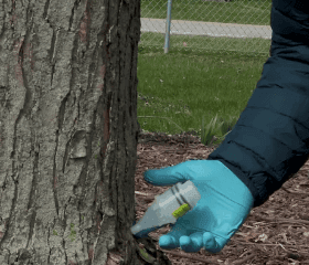A person wearing blue gloves is injecting a substance into the base of a tree using a syringe-like tool. The tree is in a mulched area, and a fence with a path is visible in the background. A person wearing blue gloves is injecting a substance into the base of a tree using a syringe-like tool. The tree is in a mulched area, and a fence with a path is visible in the background.