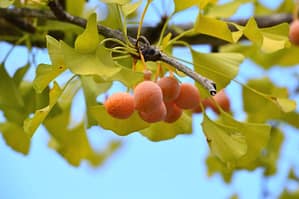 Ginkgo-fruit1