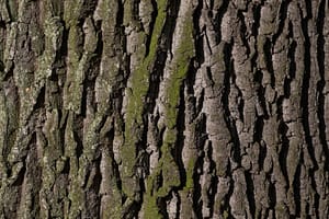 oak-bark Oak Bark
