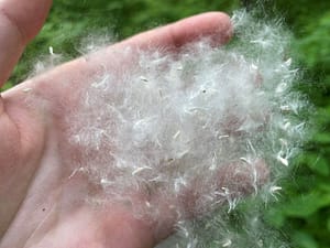 Hand full of cottonwood seeds