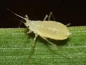 aphid1