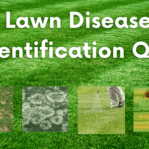 Lawn disease course front cover.A green grass field background with the text "Lawn Disease Identification Quiz" in white. Below, images of four different lawn diseases: brown patches, white fungal growth, a person applying treatment, and yellowish-brown grass spots are displayed. Perfect for your lawn disease quiz practice.