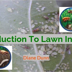 An image of a book cover titled "Introduction To Lawn Insects" by Diane Dunn. The background features close-up images of leaves infested with insects. Illustrations of various insects appear in circular insets on the sides. Insect control course