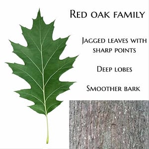 Red Oak Family