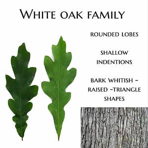 White Oak Family White Oak Family