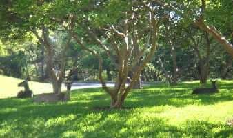 several deer sitting in texas lawn
