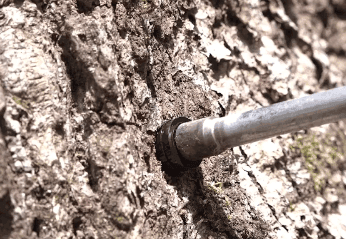 Close-up of a tree trunk with a metal spile inserted into the bark. The spile is used for tapping sap from the tree. The textured surface of the bark is visible, and the setup is likely part of a sap collection process. Close-up of a tree trunk with a metal spile inserted into the bark. The spile is used for tapping sap from the tree. The textured surface of the bark is visible, and the setup is likely part of a sap collection process.