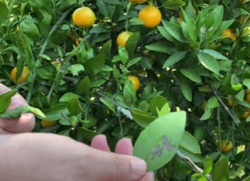 A person holds a citrus leaf, with citrus leaf minor damage where a sneaky leaf minor is at work, with blurry orange fruits adding a vibrant backdrop.