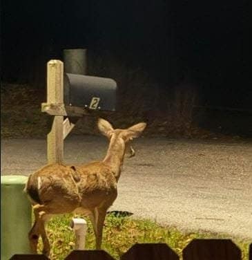 A deer stands on a patch of grass near a mailbox at night. The area is dimly lit, and the mailbox has the number "2" on it. The deer is facing away, with its head turned slightly to the side, seemingly unfazed by any potential deer-resistant plants strategy in place.