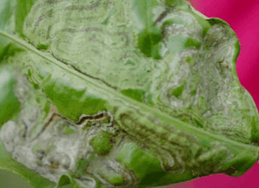 Close-up of a green leaf damaged by leaf miners, showing winding trails on the surface. The leaf displays browning and translucent patches. A blurred pink background is visible. Close-up of a green leaf damaged by leaf miners, showing winding trails on the surface. The leaf displays browning and translucent patches. A blurred pink background is visible.