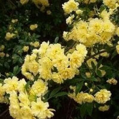 Lady Banks Rose climbing roses