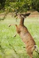 Professional-deer-control