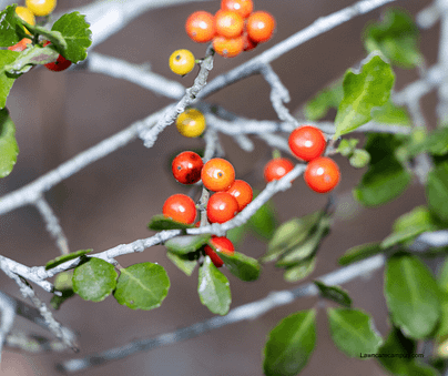 Close-up of a plant with thin, light gray branches adorned with clusters of small, round red and orange berries, surrounded by small, vibrant green leaves. The background is softly blurred. Close-up of a plant with thin, light gray branches adorned with clusters of small, round red and orange berries, surrounded by small, vibrant green leaves. The background is softly blurred.