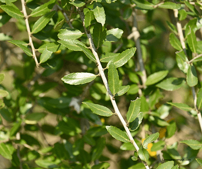 Close-up of a green leafy plant with small, shiny leaves on thin branches. The background is blurred, highlighting the foliage's texture and vibrant color. Close-up of a green leafy plant with small, shiny leaves on thin branches. The background is blurred, highlighting the foliage's texture and vibrant color.