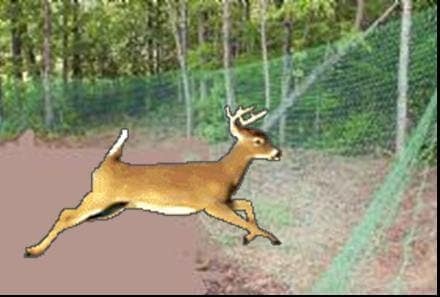 mesh deer fence stopping deer