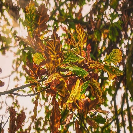 Close-up of autumn leaves on an oak tree, displaying a mix of green, yellow, and brown hues. Sunlight filters through, creating a warm and vibrant atmosphere despite the subtle signs of oak wilt affecting some leaves. Close-up of autumn leaves on an oak tree, displaying a mix of green, yellow, and brown hues. Sunlight filters through, creating a warm and vibrant atmosphere despite the subtle signs of oak wilt affecting some leaves.