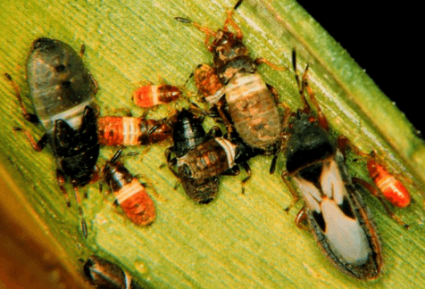 Close-up of various insects on a green leaf. The image shows several small, differently colored bugs with varied patterns and shapes, interacting on the leaf surface. Controllong chinch bugs is have to know information.