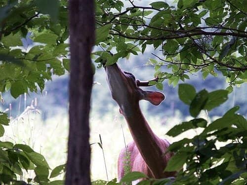 trees deer dont eat