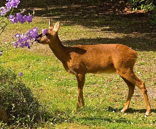 A young deer sniffs a cluster of purple perennials in a grassy area. Sunlight highlights the deer's brown fur, while shaded patches provide a contrasting background. The setting looks peaceful, with the deer appearing curious about the flowers it rarely damages.