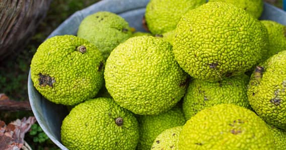 Osage-orange-fruit-on-table Osage orange fruit