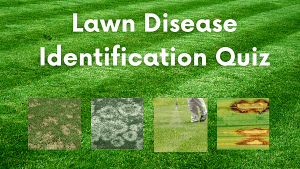 Lawn disease course front cover.A green grass field background with the text "Lawn Disease Identification Quiz" in white. Below, images of four different lawn diseases: brown patches, white fungal growth, a person applying treatment, and yellowish-brown grass spots are displayed. Perfect for your lawn disease quiz practice.