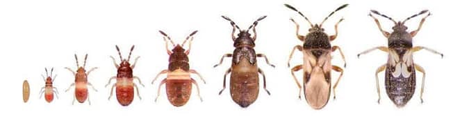 A series of eight bedbug stages from egg to adult, showing progressive growth. The image transitions from a tiny egg on the left to a fully developed, brown adult bedbug on the right, highlighting changes in size and color. A series of eight bedbug stages from egg to adult, showing progressive growth. The image transitions from a tiny egg on the left to a fully developed, brown adult bedbug on the right, highlighting changes in size and color.