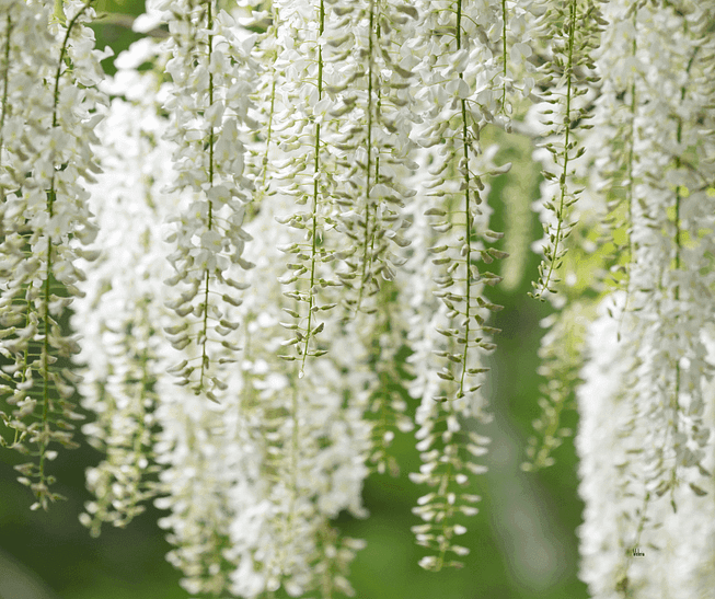 White wisteria flowers cascading down in long, elegant clusters against a blurred green background, creating a serene and delicate scene. White wisteria flowers cascading down in long, elegant clusters against a blurred green background, creating a serene and delicate scene.