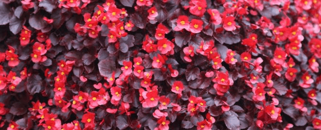 A dense cluster of vibrant red flowers with small yellow centers is nestled among dark purplish-green leaves, creating a striking contrast. The flowers are closely packed, covering the entire frame with their bright and vivid colors, all protected by a taste-based deer repellent.