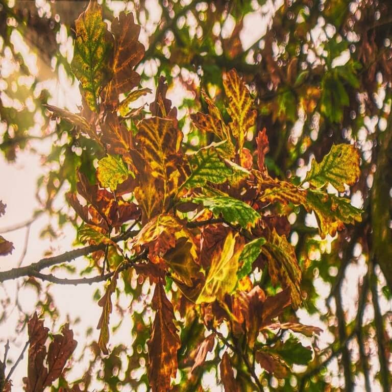 Close-up of autumn leaves on an oak tree, displaying a mix of green, yellow, and brown hues. Sunlight filters through, creating a warm and vibrant atmosphere despite the subtle signs of oak wilt affecting some leaves.