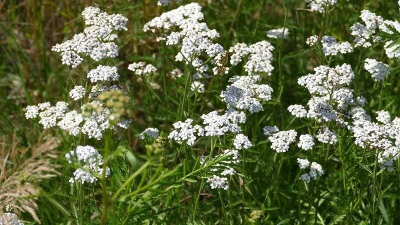 A cluster of white wildflowers with small, delicate petals in a grassy field. The flowers, which are perennials deer do not like to eat, are densely packed on green stalks. The verdant background features various shades of green foliage and grass, indicating a natural, outdoor setting.