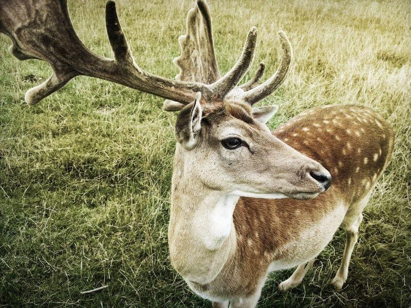 Close-up of a deer with large, branched antlers standing on a grassy field. The deer, one of the many types of deer, has a light brown coat with white spots on its back and sides and is looking slightly to the right. The background consists of green and dry yellowish grass.