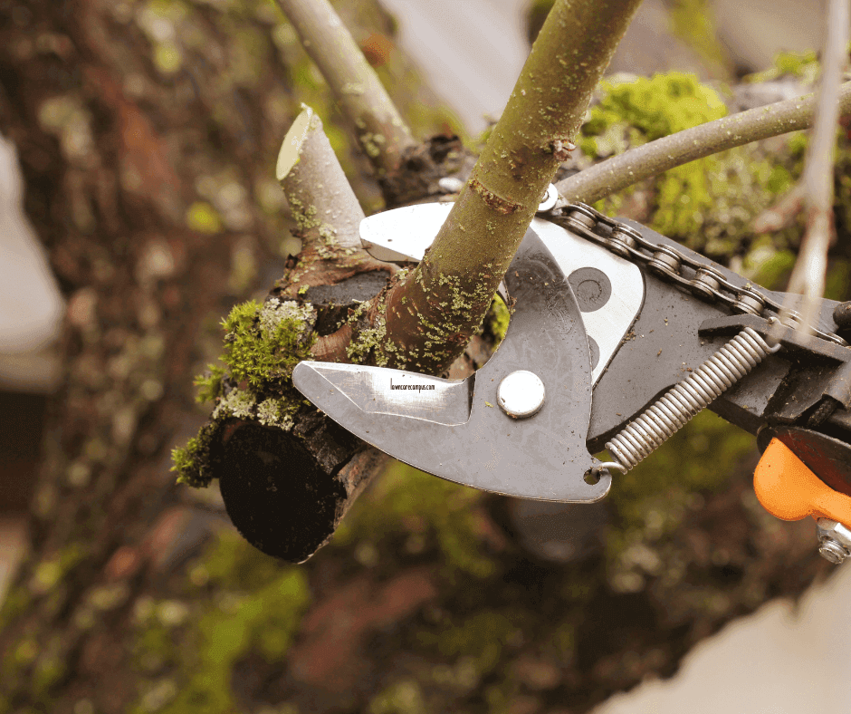 Close-up of a lopper demonstrating how to prune a tree, cutting through a branch covered in green moss. The branch is supported by a larger tree trunk in the background. The lopper's metallic blade and orange handle are visible, showcasing the pruning process.