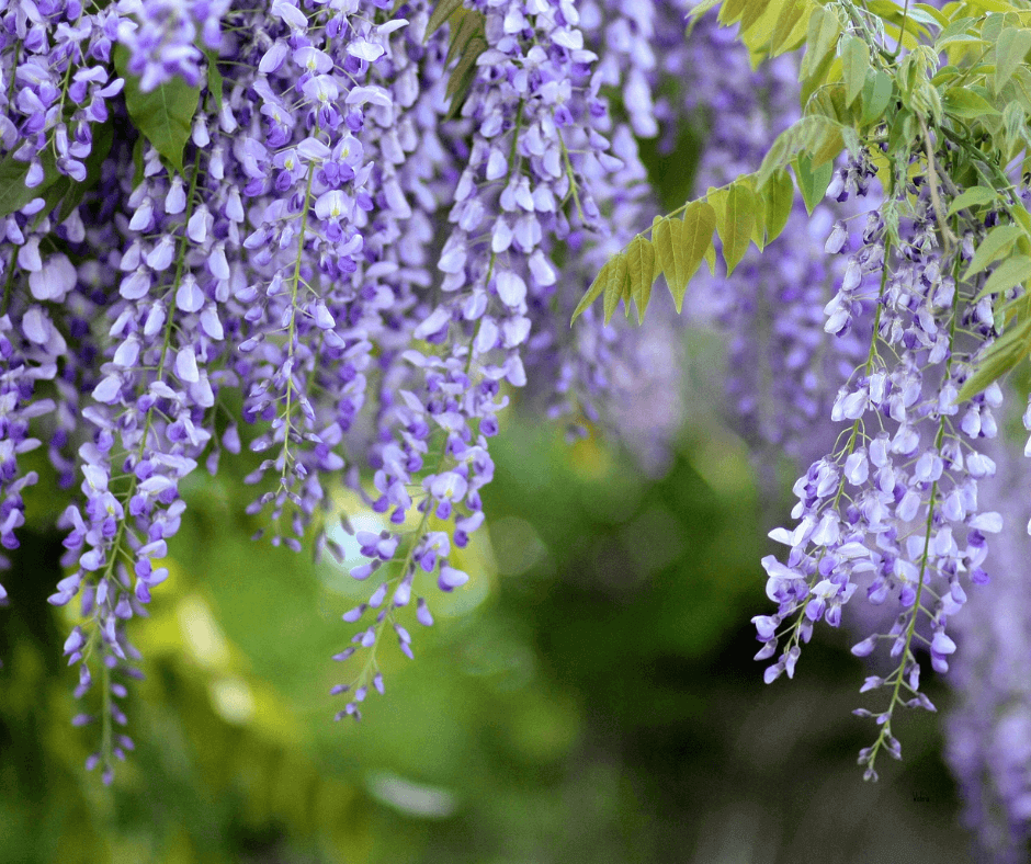 After pruning wisteria. Clusters of purple wisteria flowers hang elegantly from vines with green leaves, set against a softly blurred natural background.