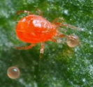 red-spider-mite