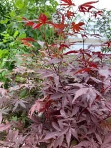 A close-up of a Japanese maple tree with vibrant red and purple leaves. The foliage appears lush and well-watered, contrasting with the green leaves of other plants in the background, showcasing exquisite Japanese maple identification.