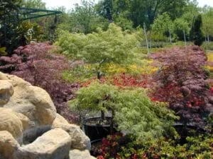 A lush garden features various vibrant plants and trees, including red and green foliage, and colorful flowers. A large rock formation is visible in the foreground, while the background shows tall trees and a partially obscured structure, perfect for Japanese maple identification amidst the greenery.