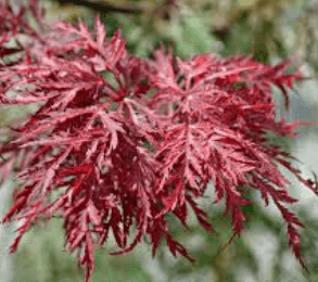 cutleaf Jap maple